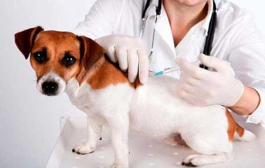 Campaña de vacunación gratuita para perros y gatos