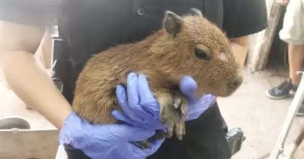 Rescataron 24 animales autóctonos en una casa de zona oeste de Rosario