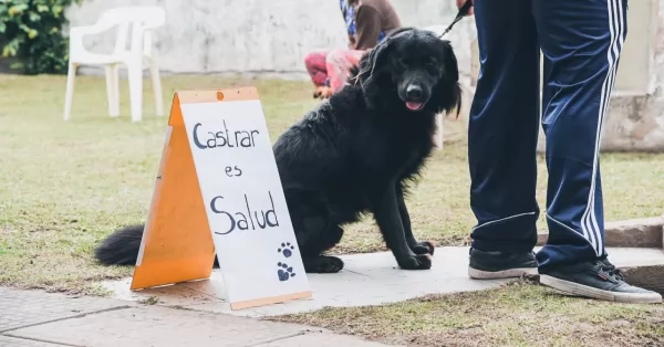 El sábado 30 de noviembre habrá una jornada de castración masiva a perros y gatos en San Lorenzo