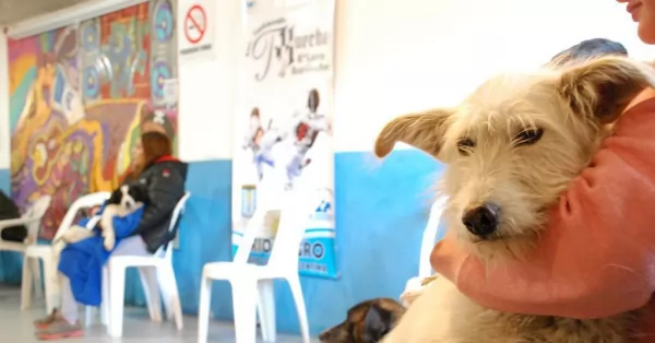 Las mascotas que estén en la calle serán esterilizadas por la Municipalidad de Carcarañá