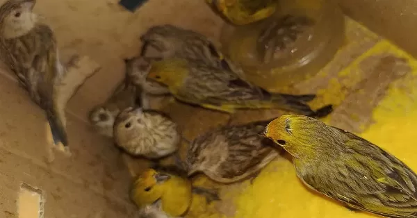 Buenos Aires: Rescataron a 33 aves que llevaban en en un vehículo 