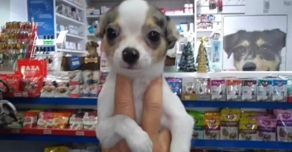 Rescataron a un perrito que exhibían para la venta al rayo del sol en calle Pellegrini