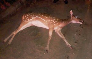 Encontraron un ciervo herido, atacado por perros en San Lorenzo