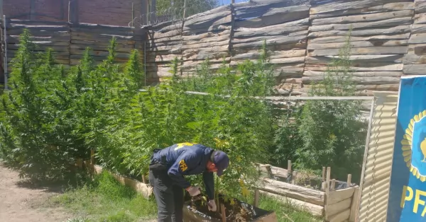 Desmantelaron una gran plantación ilegal de marihuana en Río Negro