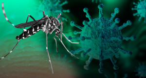 Un estudio sugiere que el dengue podría dar cierta inmunidad contra COVID-19