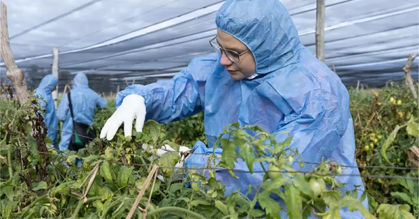 El Senasa declaró alerta fitosanitaria por virus rugoso del tomate