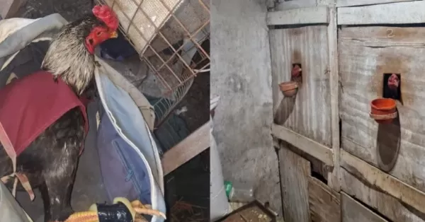 Maltrato animal: 13 detenidos y 31 gallos y gallinas rescatadas en Villa Gobernador Gálvez