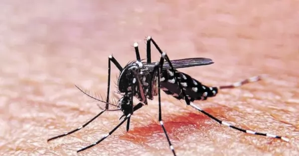 Los casos de dengue aumentaron un 2500 por ciento este año