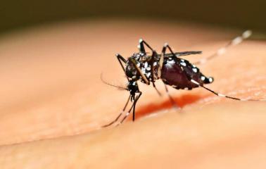 Detectaron dos casos de dengue en Bermúdez