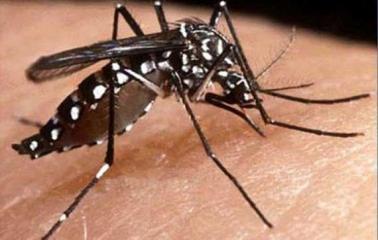 Recuerdan medidas de prevención contra el dengue 
