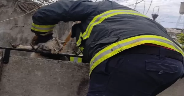 Bomberos rescataron otro gato que se clavó en las púas de un tapial en San Lorenzo