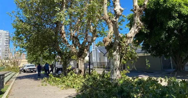 La Municipalidad de San Lorenzo comenzó la poda de árboles en la Plaza San Martín