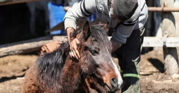 Un hombre de 66 años de edad falleció producto de contraer encefalitis equina