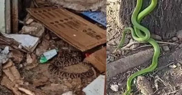 Aparecieron una yarará y una culebra en Rosario y fueron rescatadas