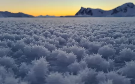 Llamativas “flores de hielo” en la Antártida: ¿de qué se trata este fenómeno?