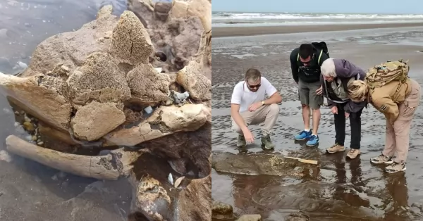 Una estudiante de geología halló restos fósiles de un perezoso de 25 mil años en Pehuen Co