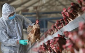 Sacrifican 190 mil gallinas y pollos por un nuevo foco de gripe aviar