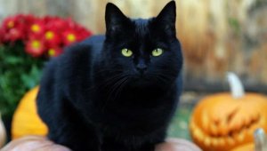 El sacrificio de los gatos negros en Halloween