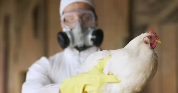 La Organización Mundial de la Salud confirmó la primera muerta por gripe aviar 