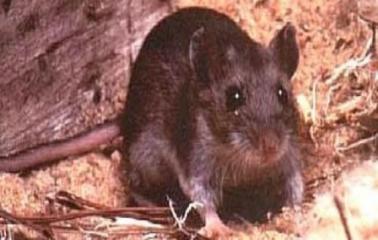 Falleció un hombre por hantavirus en Totoras