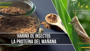 Buscan proteínas en grillos para hacer harina de insectos
