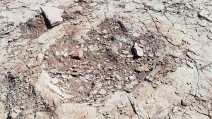 Encontraron huellas de dinosaurio en la patagonia