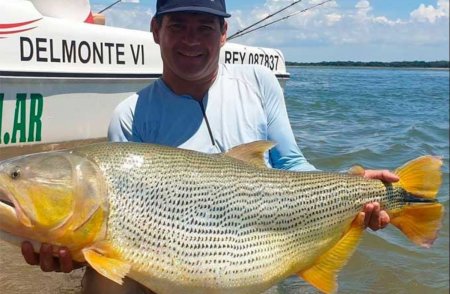 Pescaron un dorado gigante en el Río Paraná