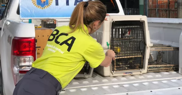 Decomisaron un criadero ilegal de aves en Zárate