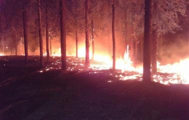 Importante incendio en el Bosque de Celulosa