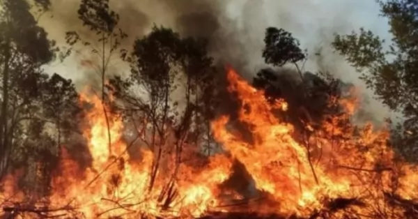 Se quemaron 6 mil hectáreas de bosques y declararon la emergencia en Corrientes
