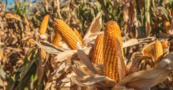 Menos dólares: la Bolsa de Comercio redujo su estimación de cosecha de maíz y limitó la de soja por la ola de calor