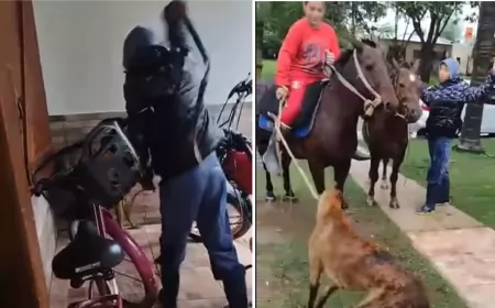 Maltrato animal: le dieron latigazos y arrastraron a un perro atado a un caballo