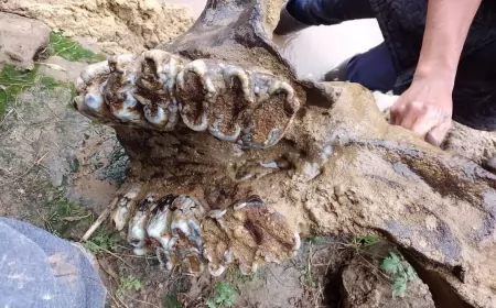 Encontraron restos fósiles de un mastodonte en Pueblo Andino 