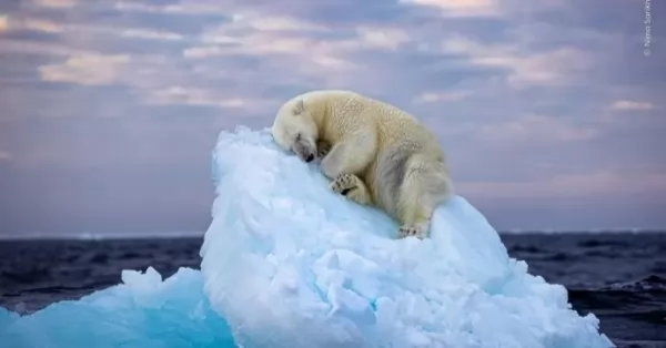 La imagen de un oso polar durmiendo sobre un iceberg gana un prestigioso premio internacional