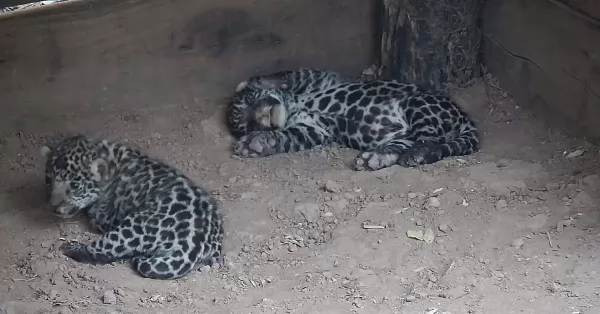 Nacieron dos yaguaretes en el Impenetrable 