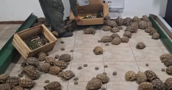 Rescataron a más de 150 ejemplares de tortugas, loros e iguanas