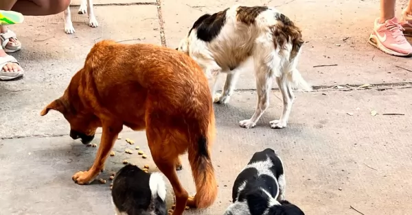 Rescataron en Rosario a cinco perros en malas condiciones de salud