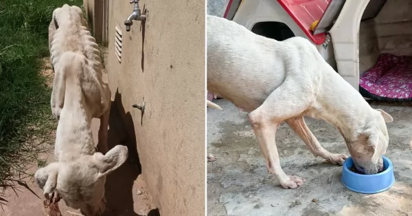 Rosario: Rescataron 45 animales en situación de maltrato en menos de cinco meses