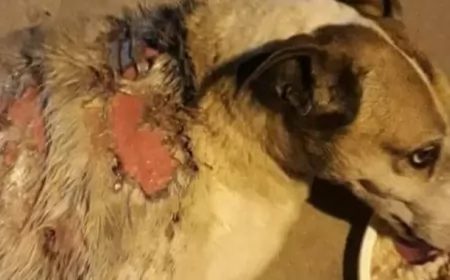 Le arrojaron agua hirviendo a un perro callejero en Granadero Baigorria