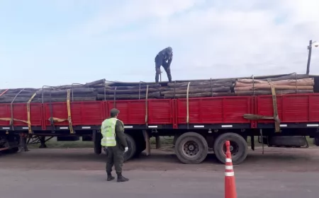 Secuestraron 27 mil kilos de troncos de un árbol nativo argentino