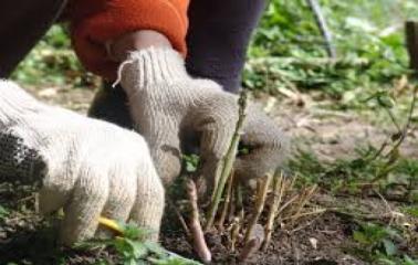 Taller de huerta familiar en Timbúes