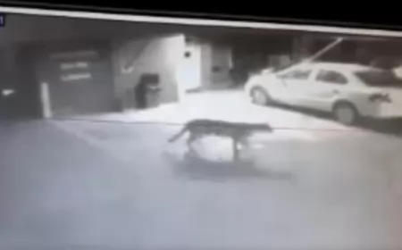 VIDEO: Reapareció el puma en la localidad de Armstrong