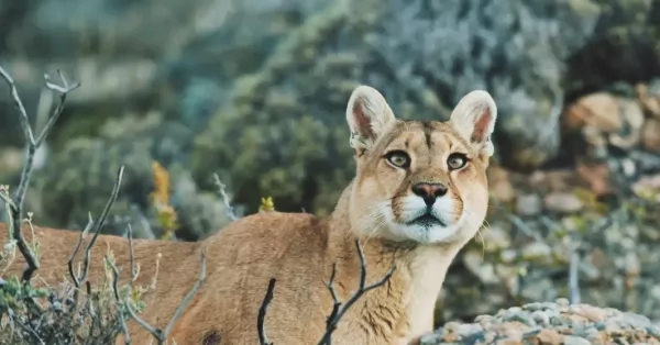 Habilitaron la “Caza Deportiva” de pumas, zorros y guanacos en Santa Cruz