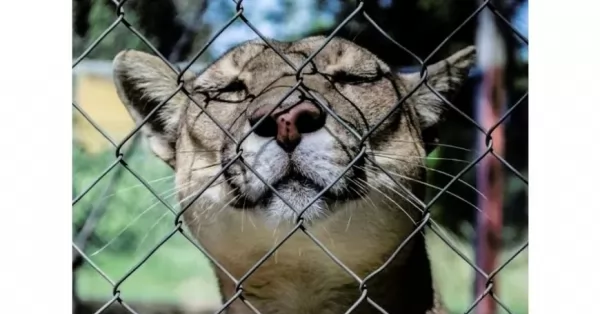 Rescataron a los últimos pumas del ex zoológico de Colón