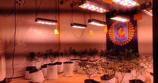 Un electricista tenía ReProCann pero fue descubierto con más de 200 plantas de marihuana 