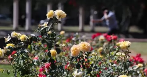 El sábado entregarán esquejes de rosas en el parque de la Independencia