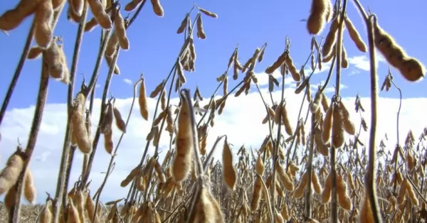 Santa Fe declaró la emergencia agropecuaria 