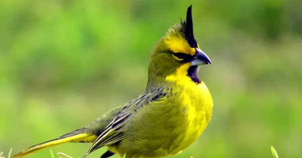 Liberaron 19 ejemplares de cardenal amarillo en Buenos Aires