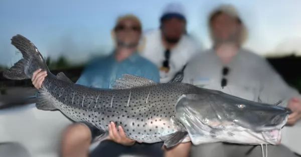 Desde el 1 de noviembre hasta fin de año rige la veda de la pesca del surubí en Santa Fe