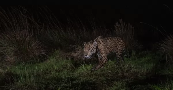 Takajay: el nuevo yaguareté del Parque Iberá, símbolo de conservación y esperanza